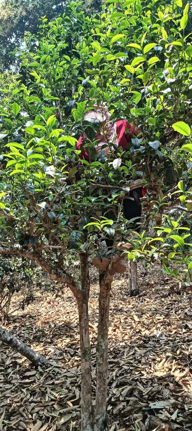普洱生茶：如何巧妙使用冲泡技巧提升口感